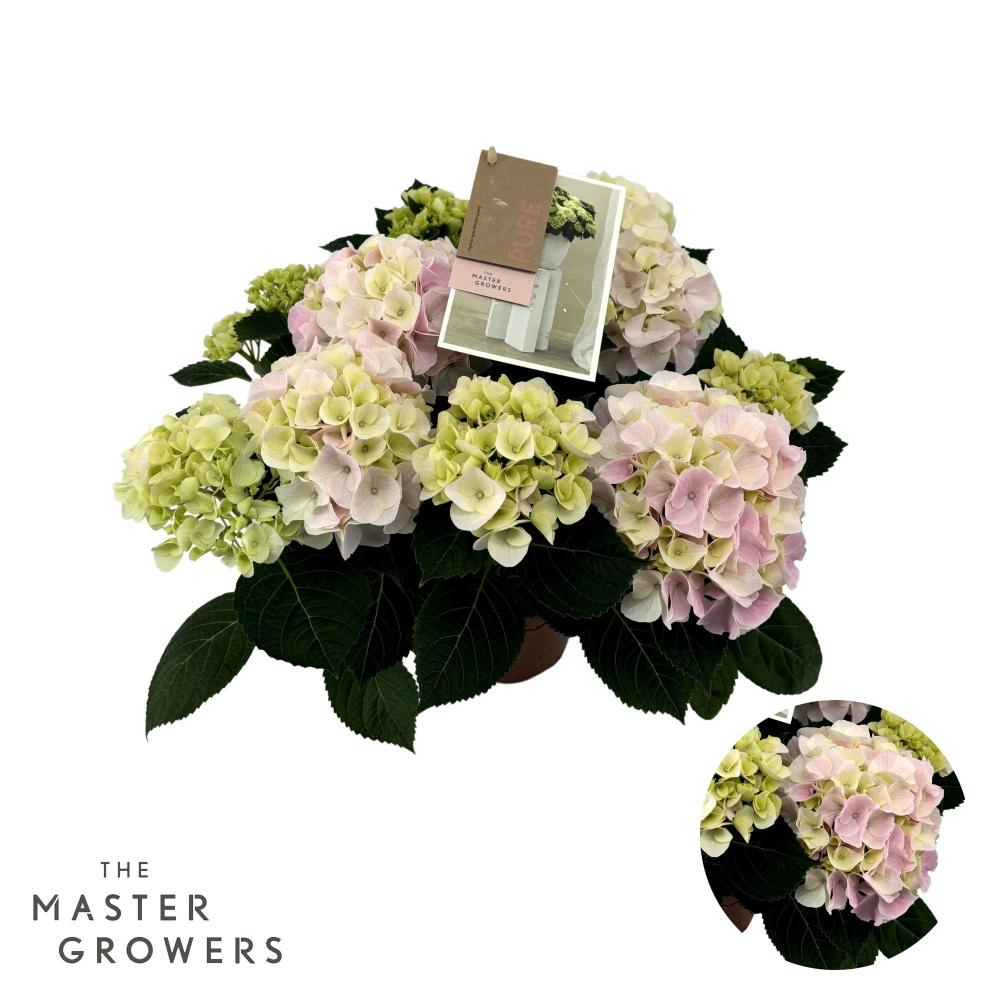 hydrangea