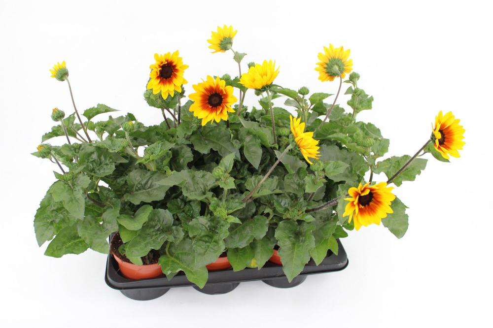 helianthus