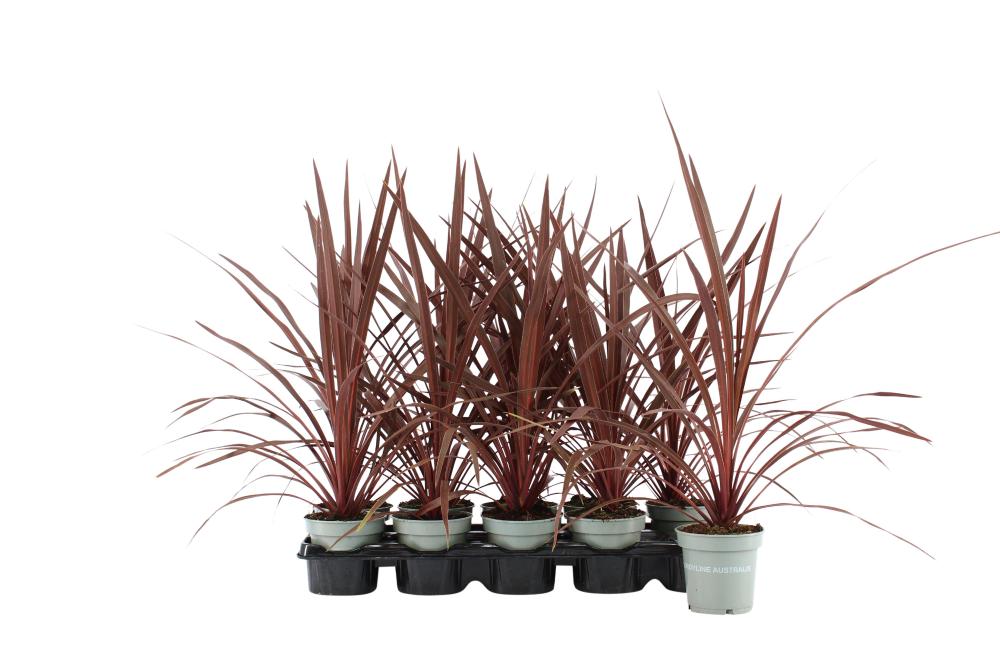 Cordyline indivisa