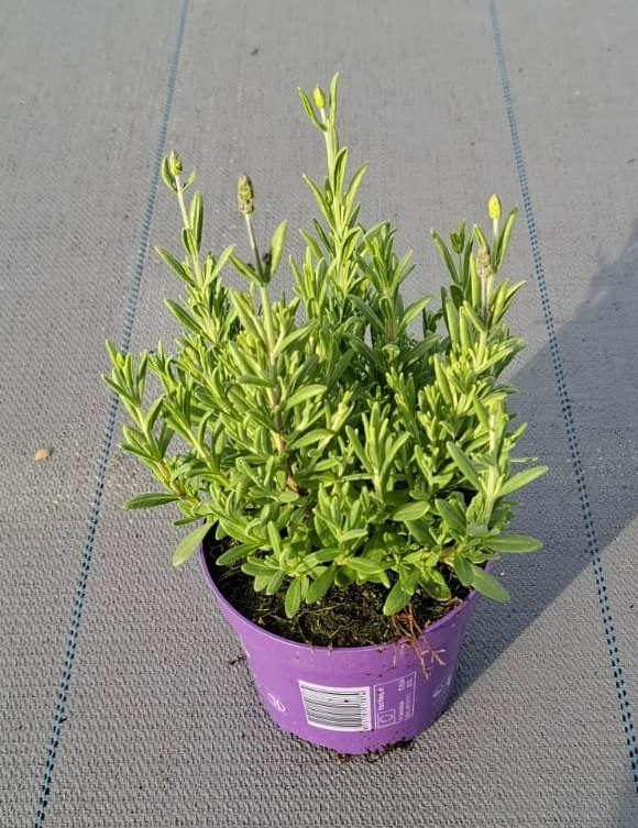 lavandula