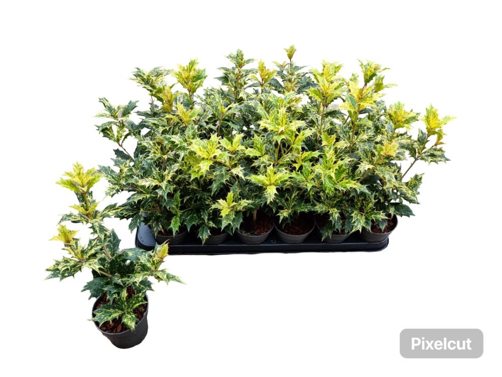 osmanthus