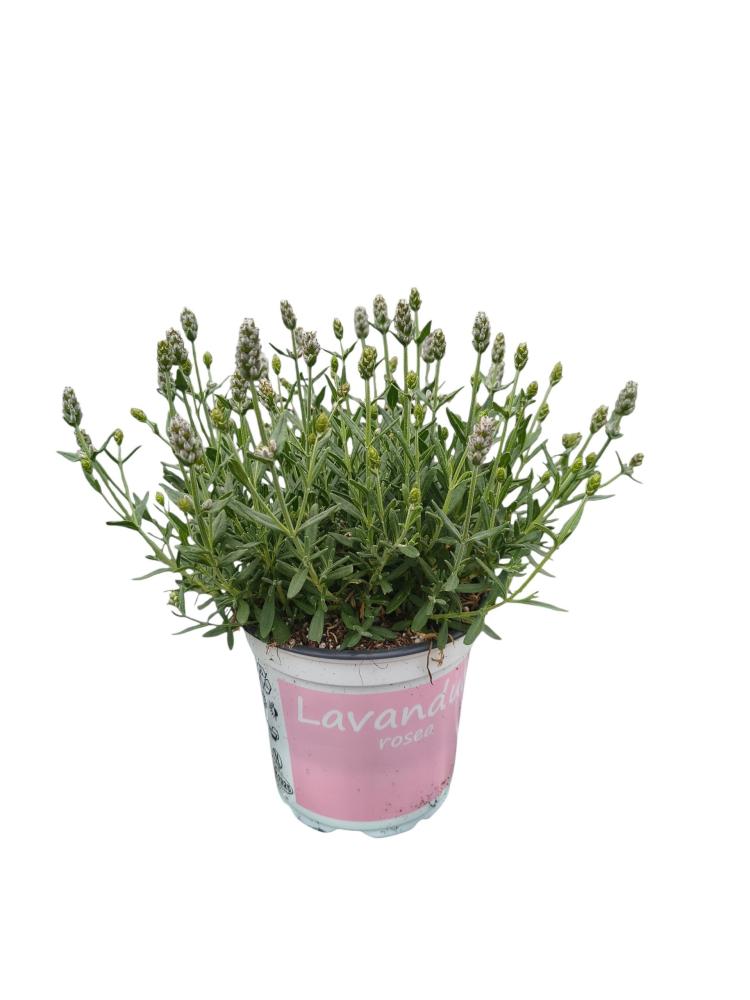 lavandula