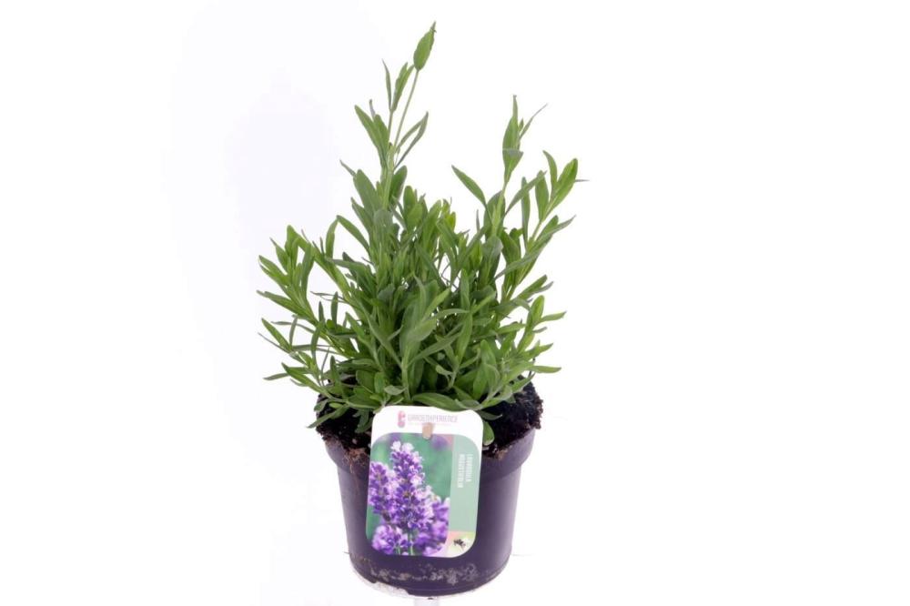 Lavandula