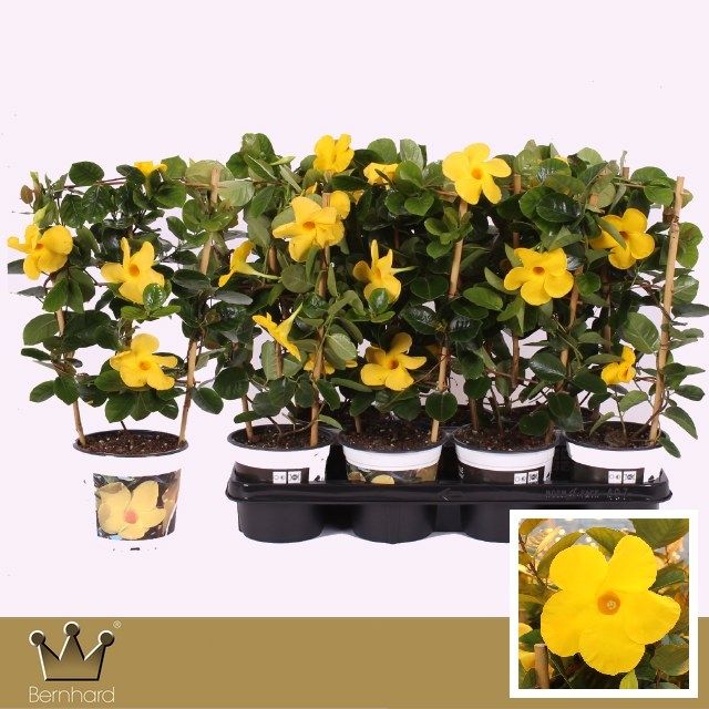 Mandevilla-dipladenia