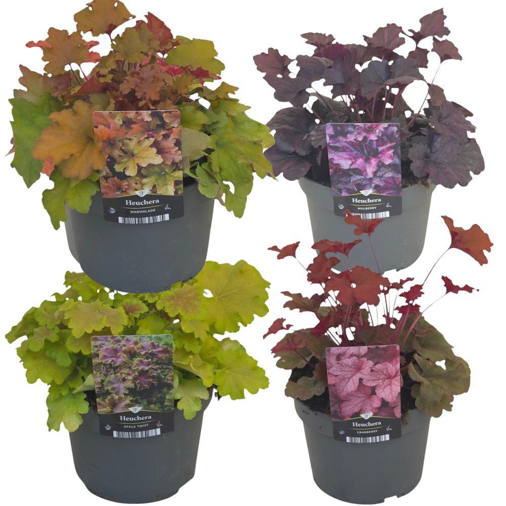 Heuchera