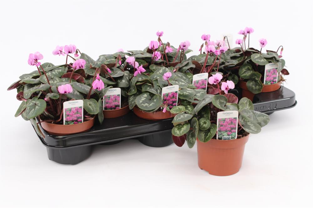 Cyclamen