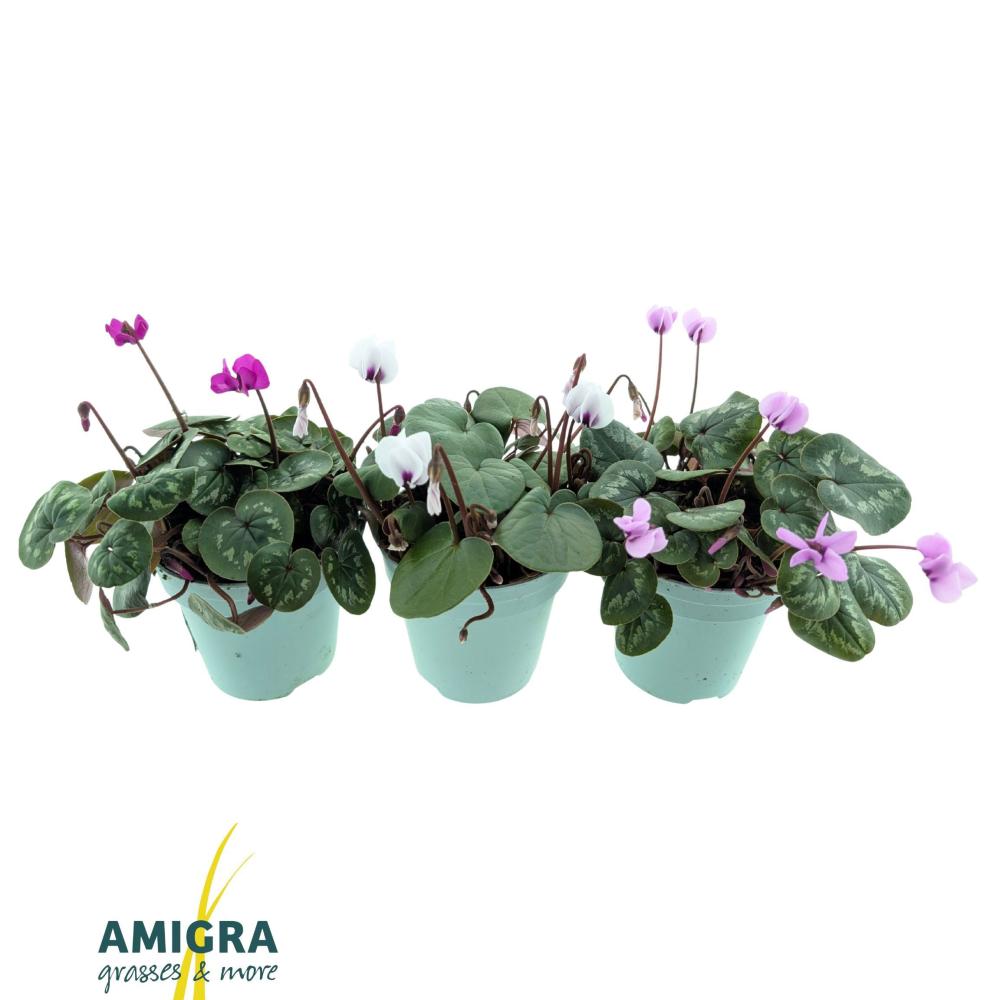 Cyclamen