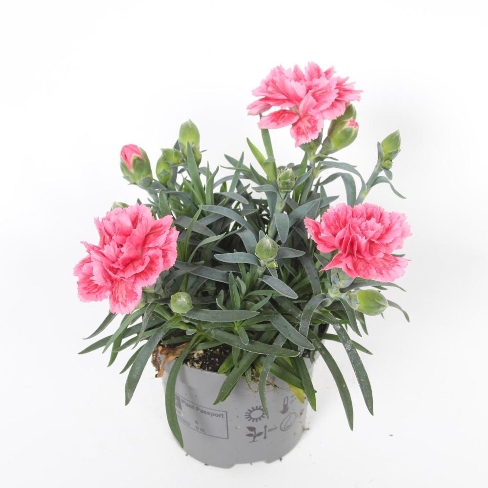 dianthus
