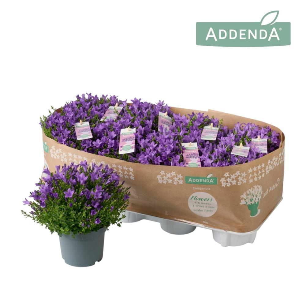 campanula