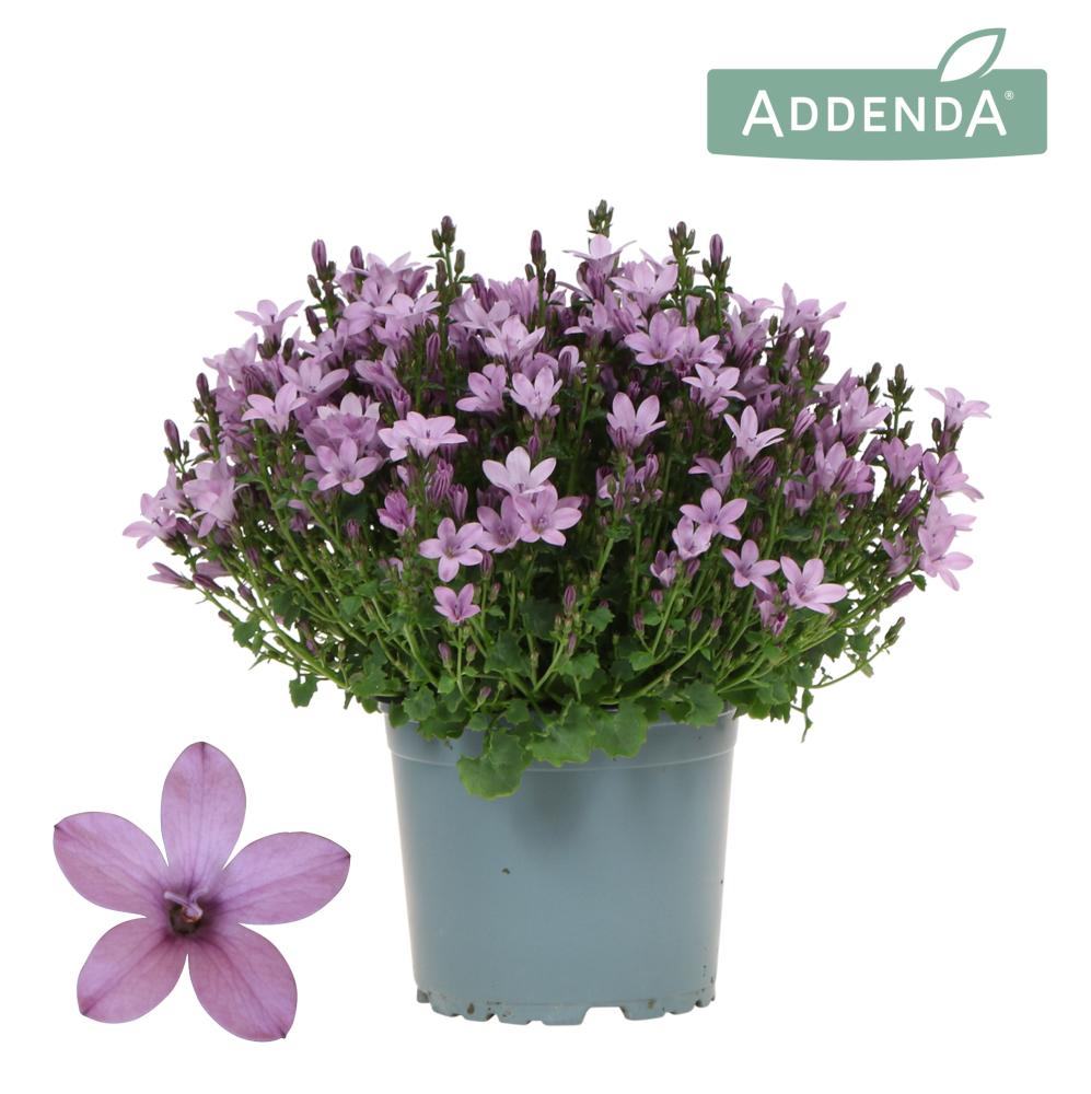 campanula