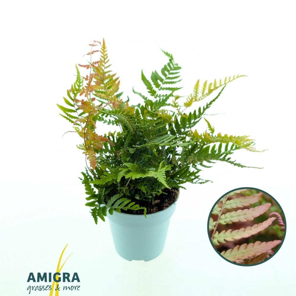 Dryopteris