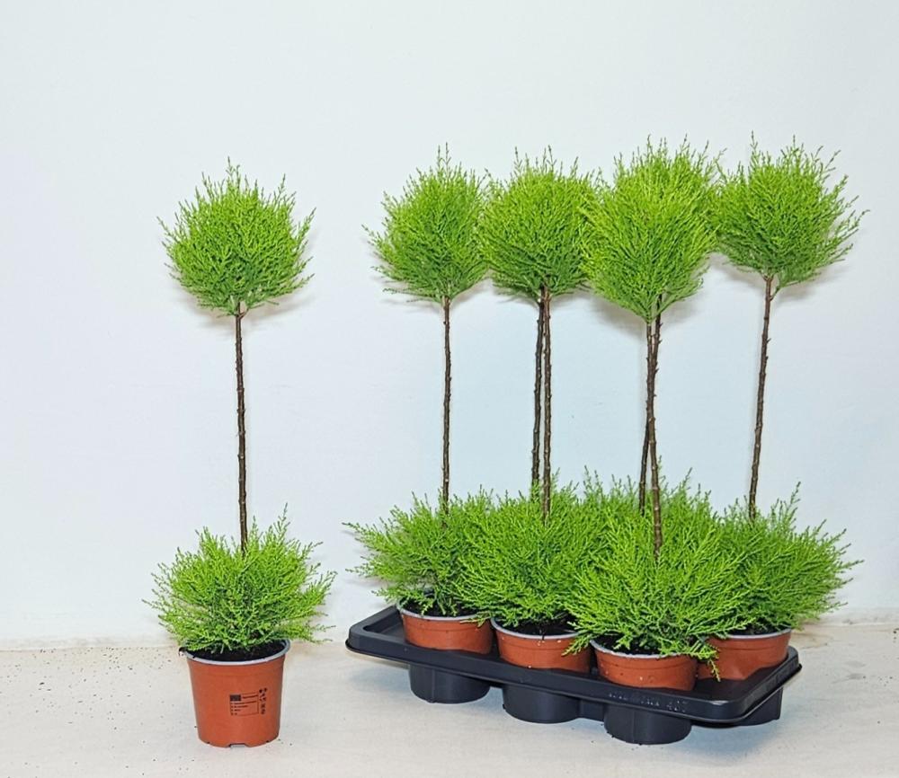 Cupressus