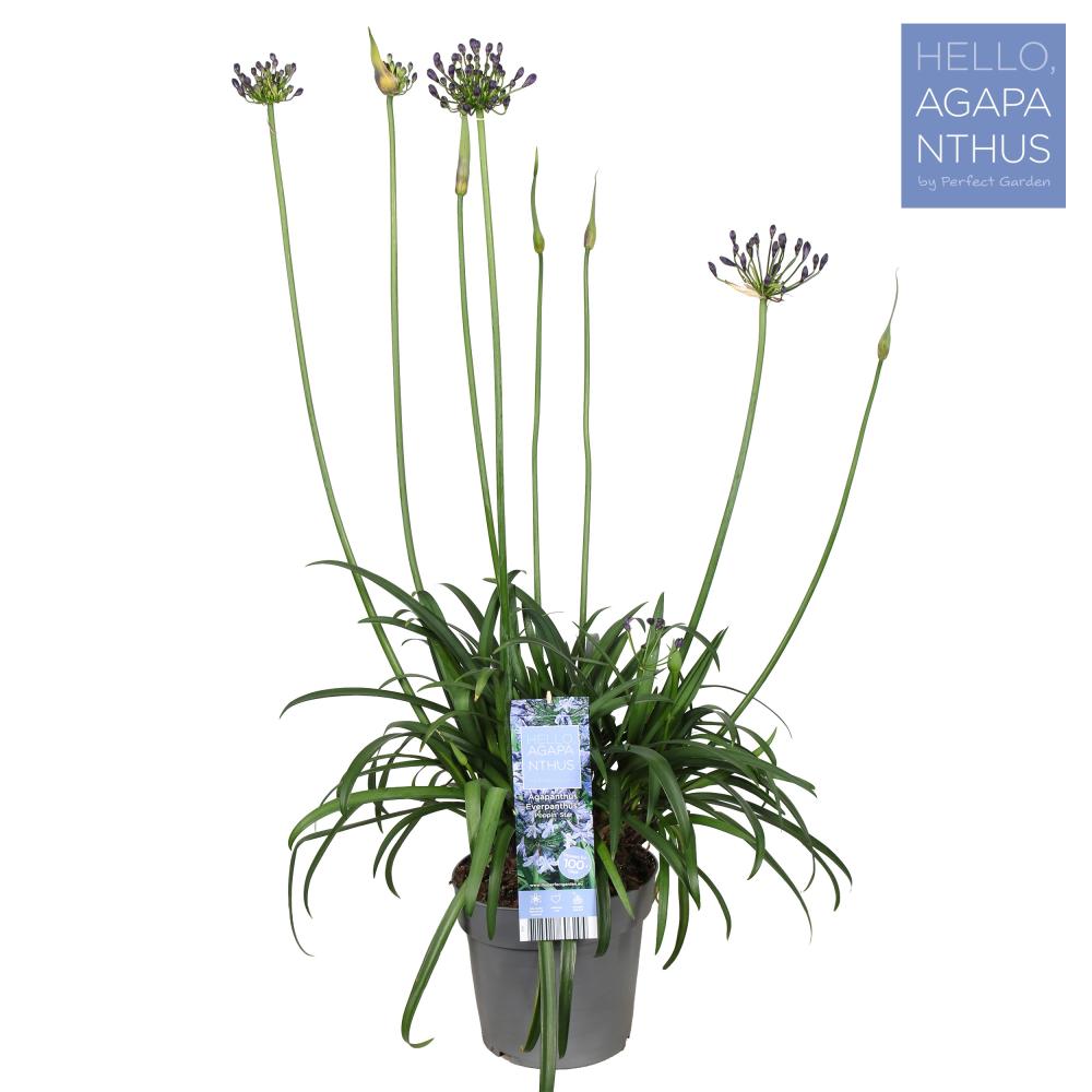 agapanthus