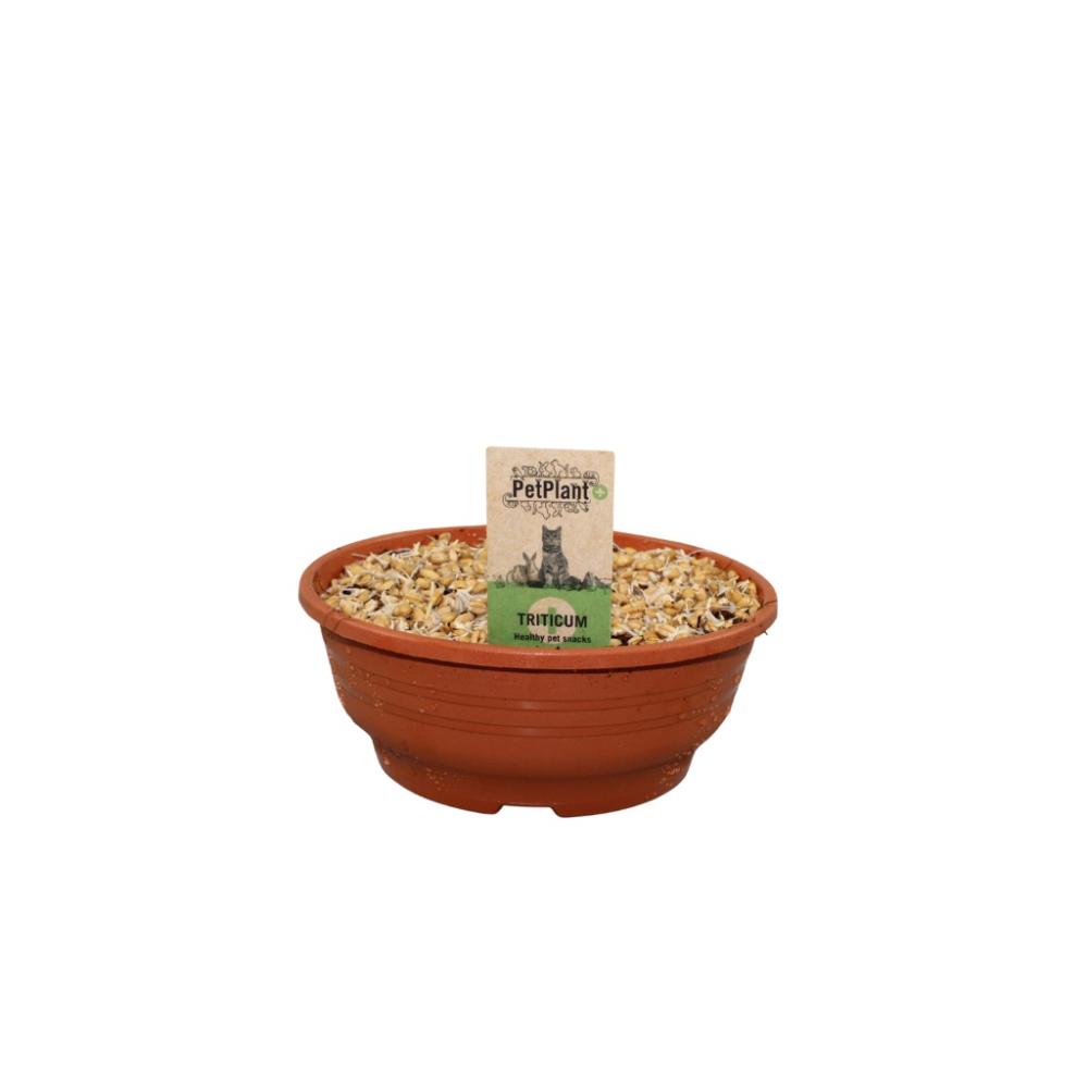 Hordeum - Herbe a Chat