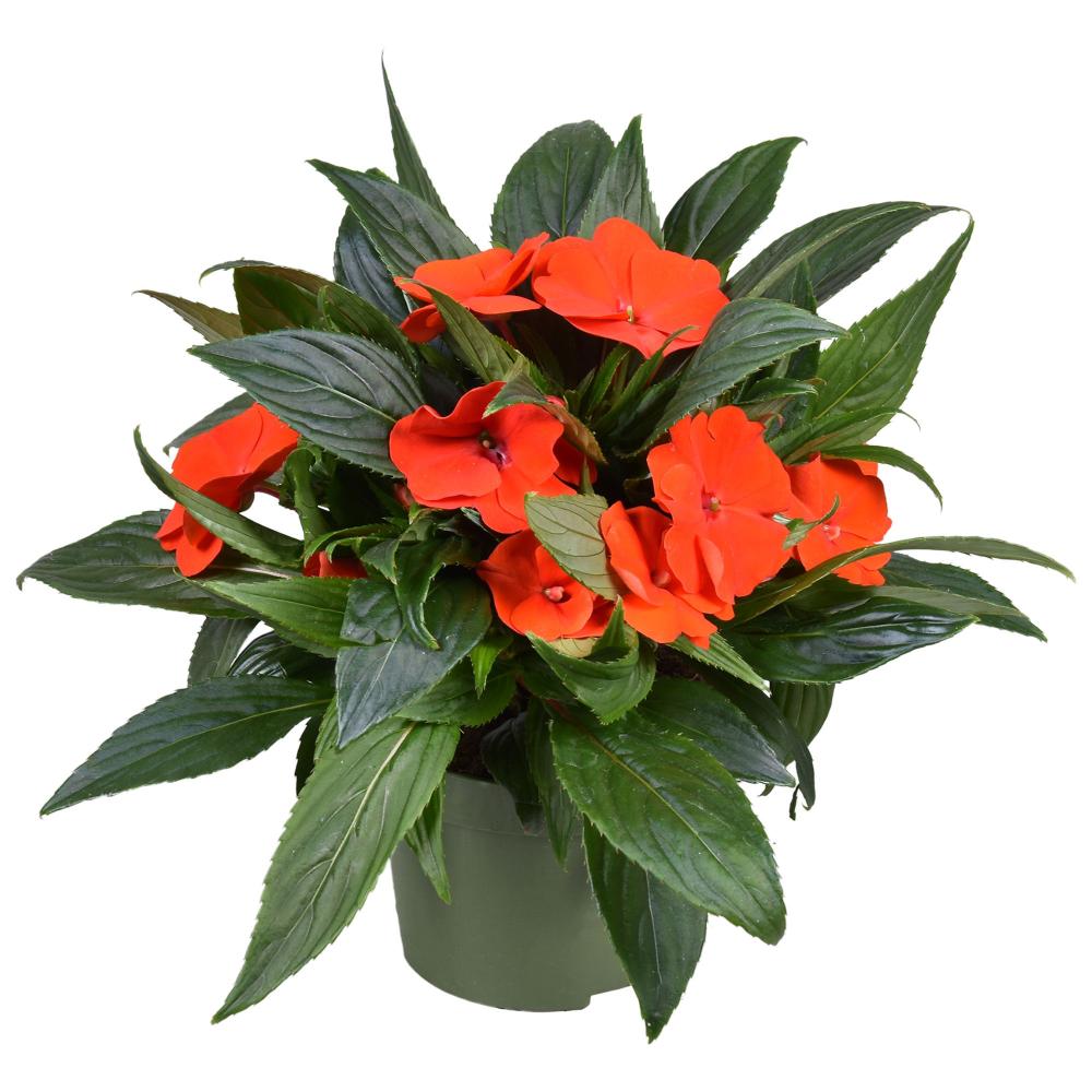 IMPATIENS NEW-GUINEA