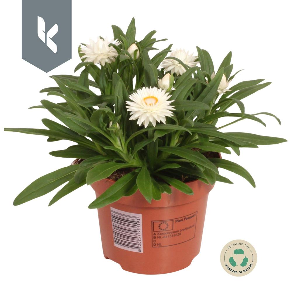 Xerochrysum