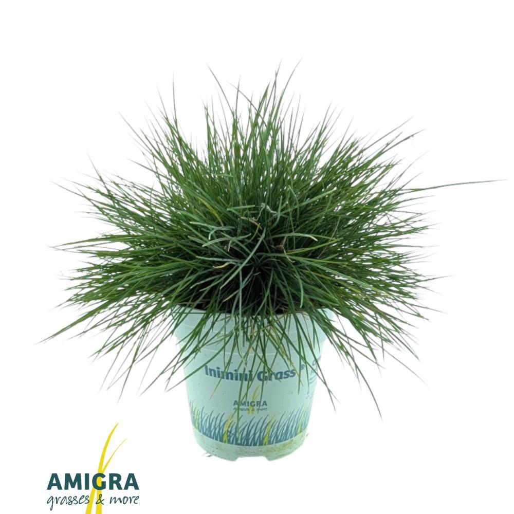 festuca
