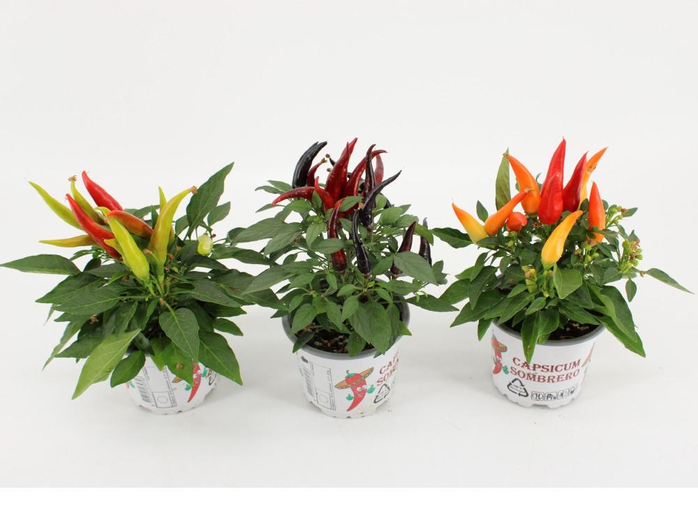 Capsicum