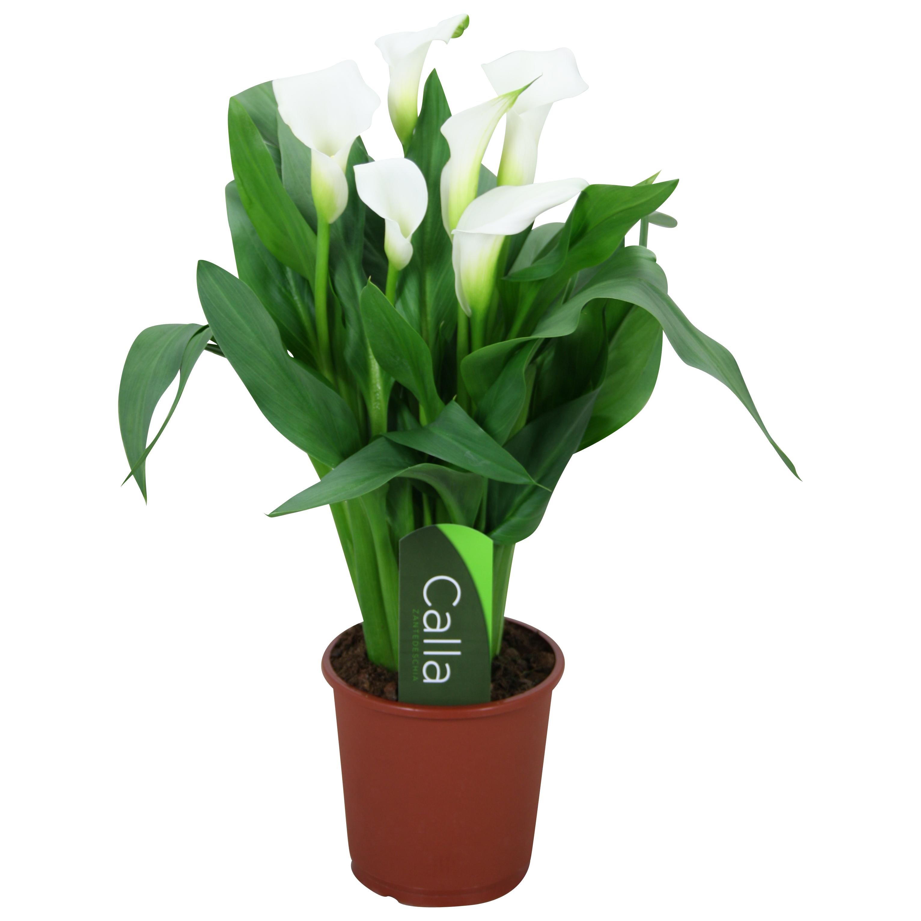 Zantedeschia