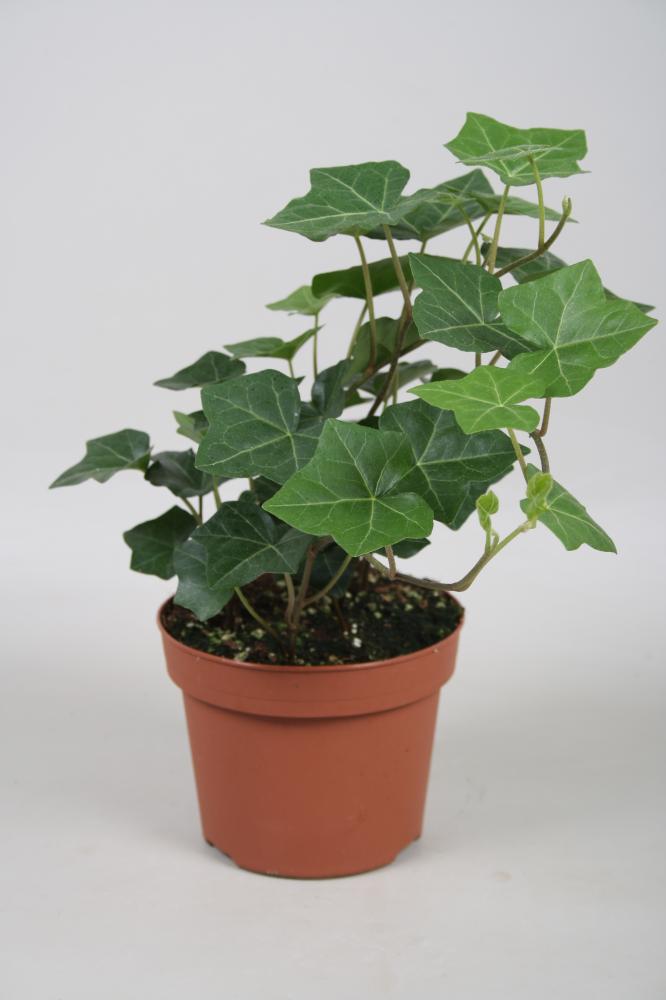 Hedera