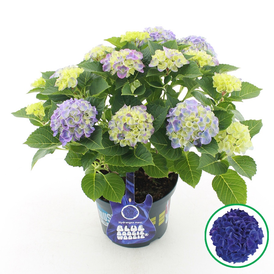 hydrangea