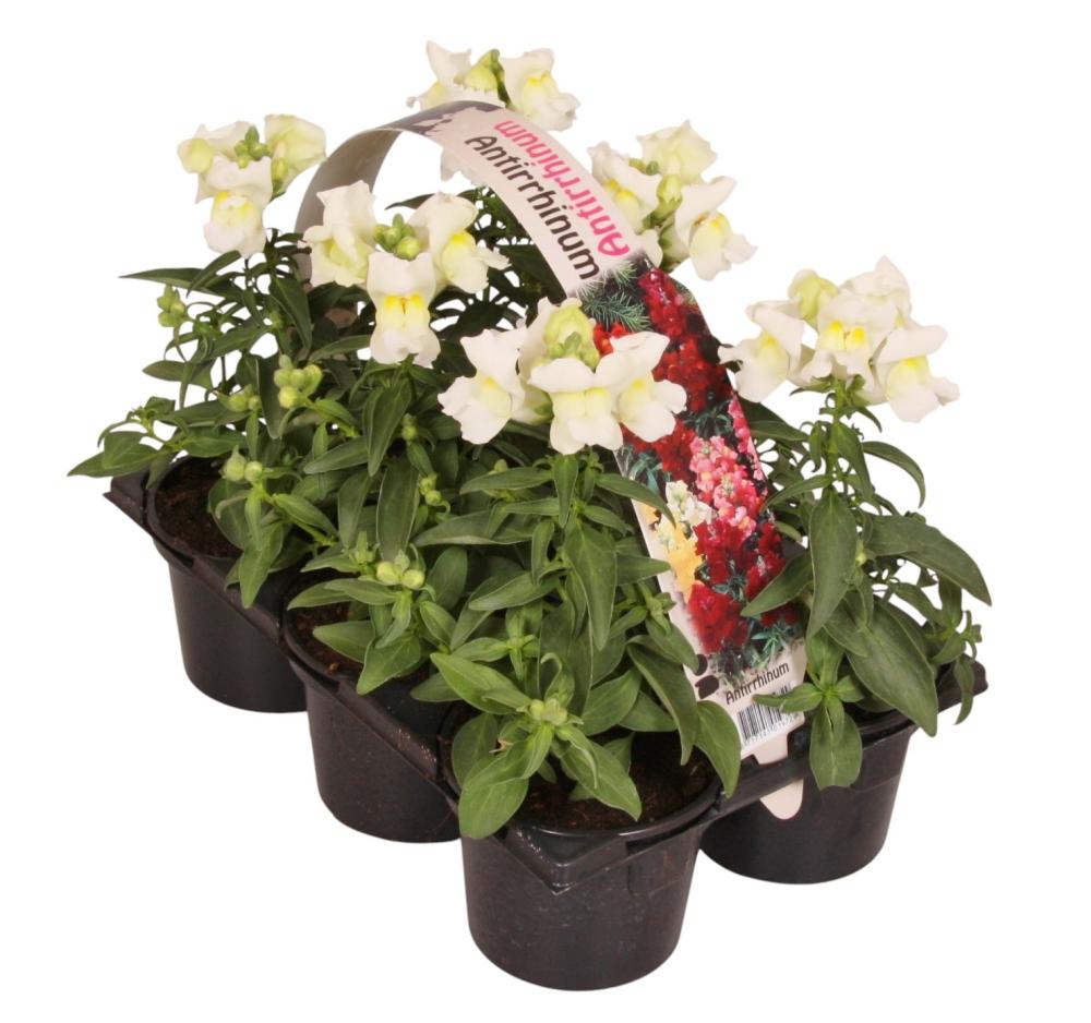 Anthirrhinum