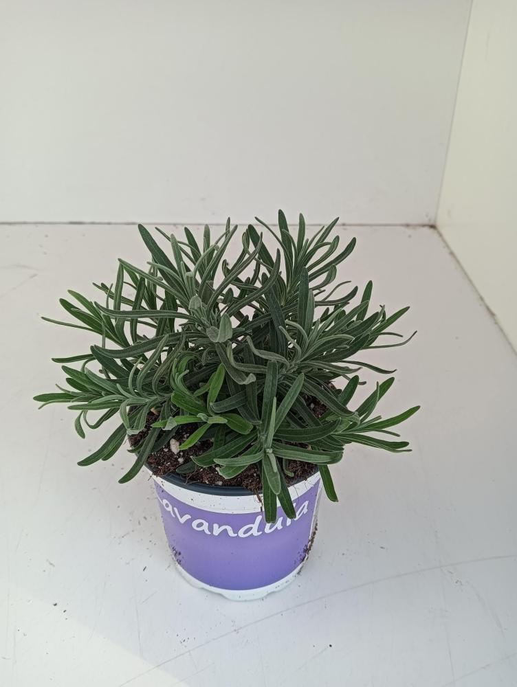 Lavandula