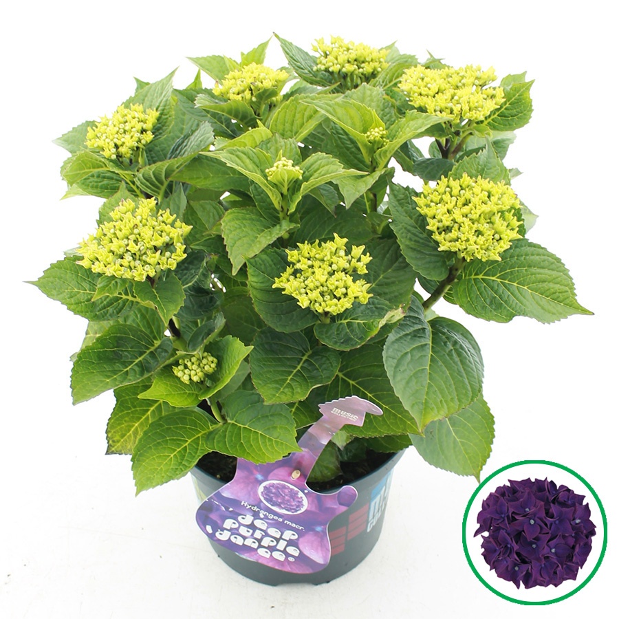 hydrangea