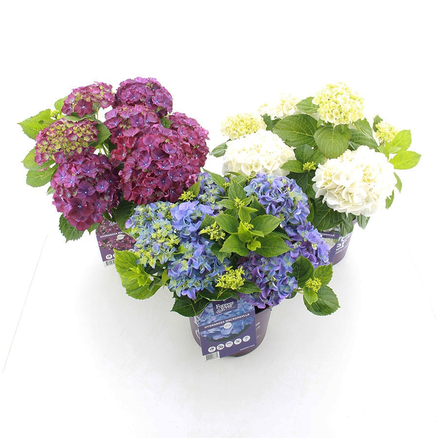 hydrangea