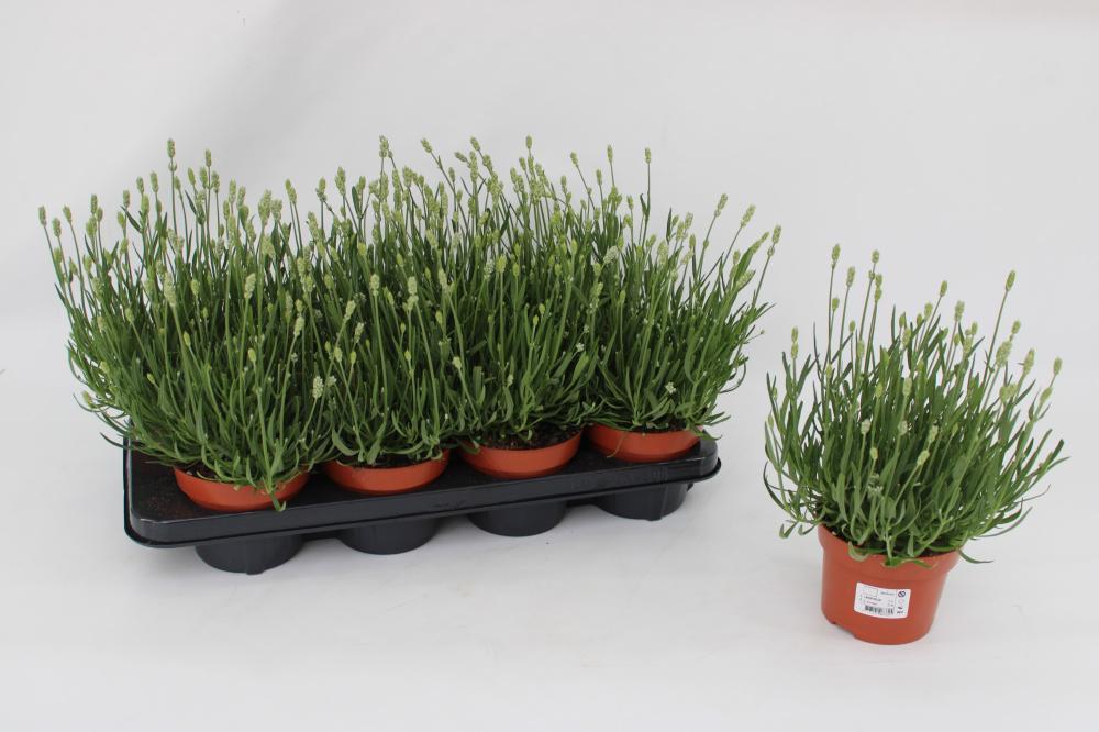 lavandula