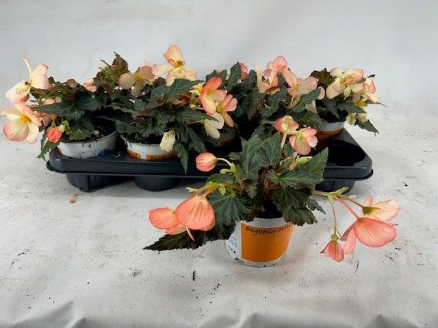 Begonia