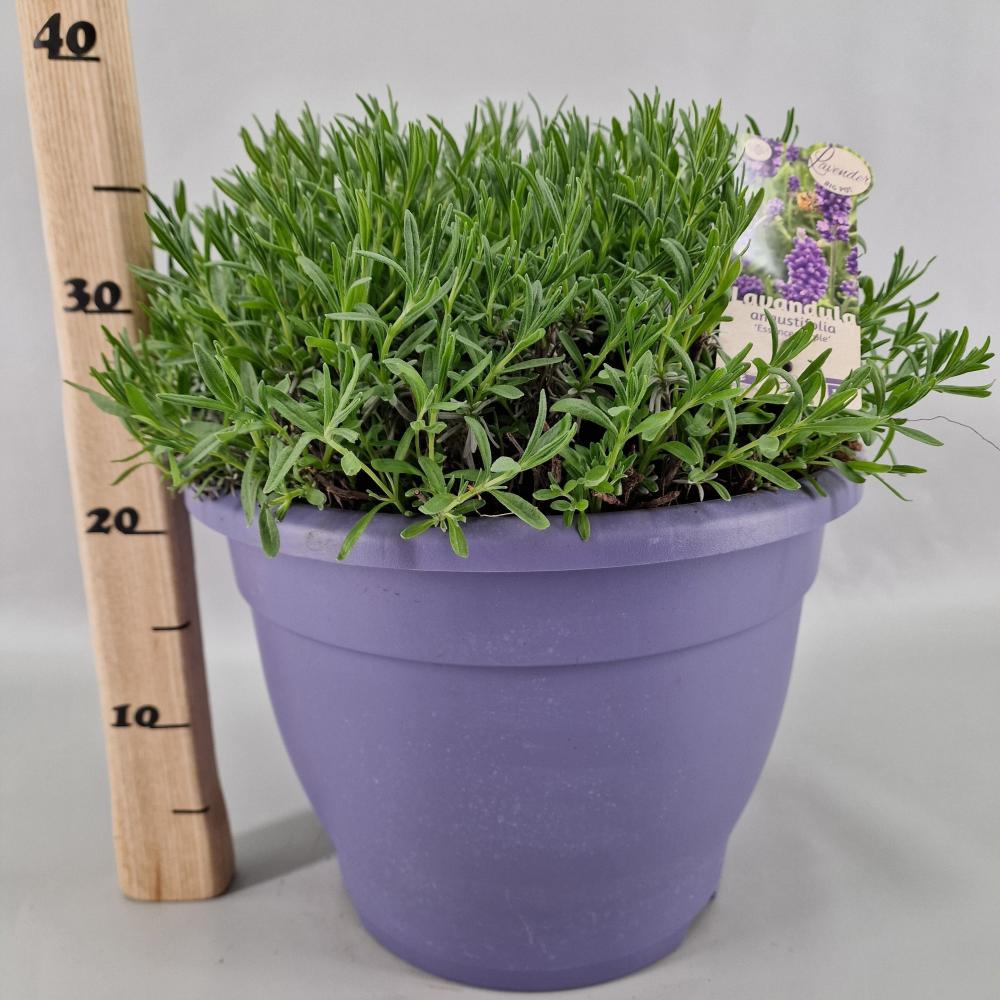 Lavandula