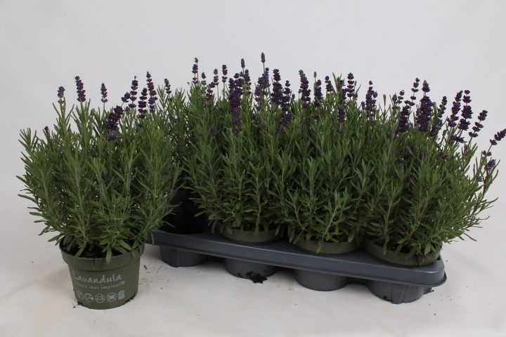 lavandula