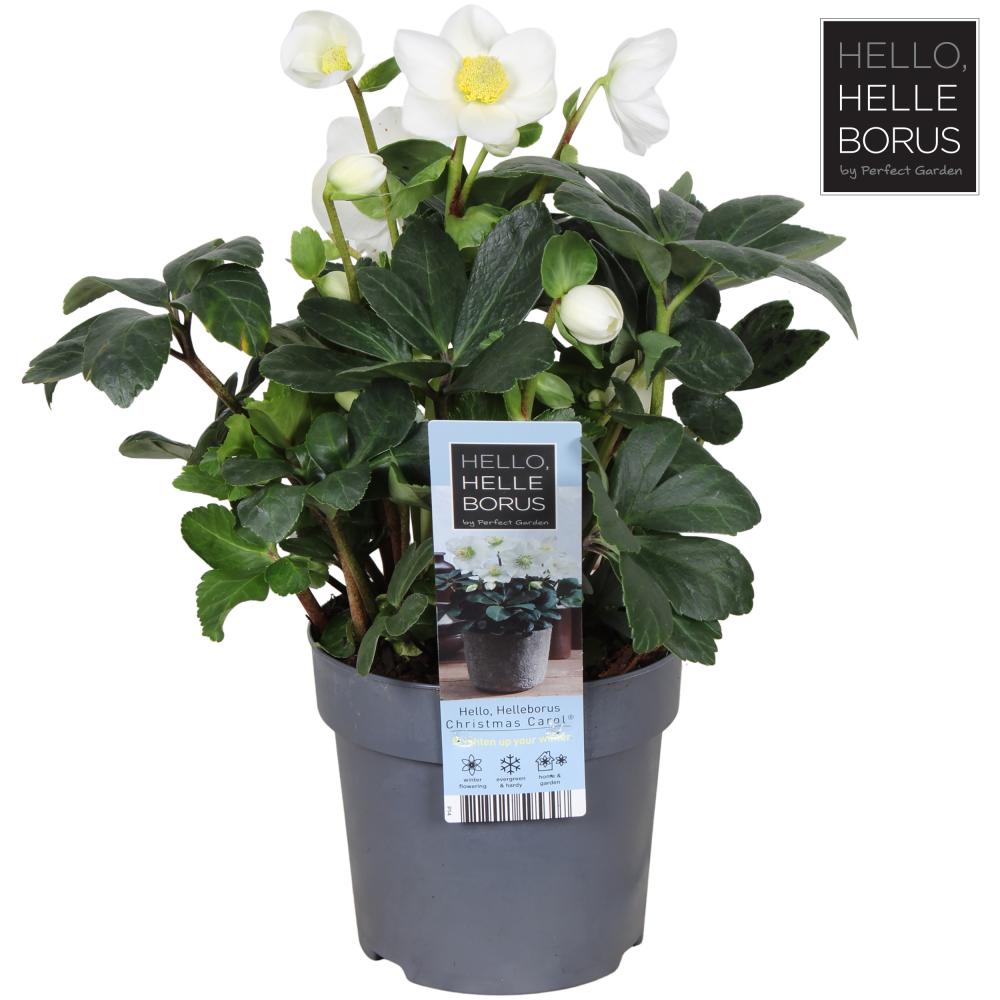 Helleborus