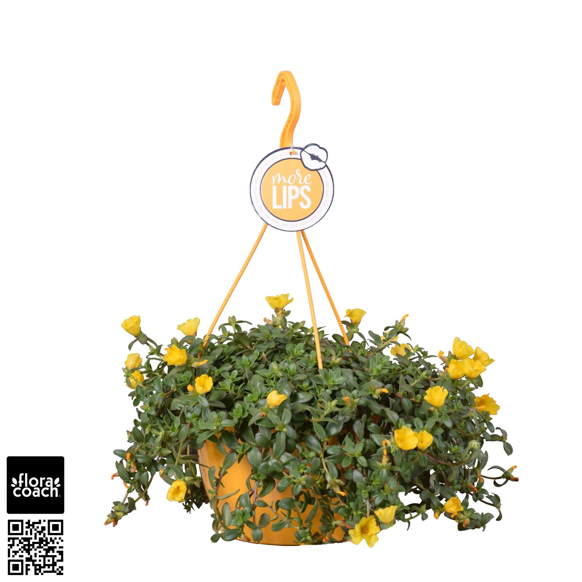 Portulaca