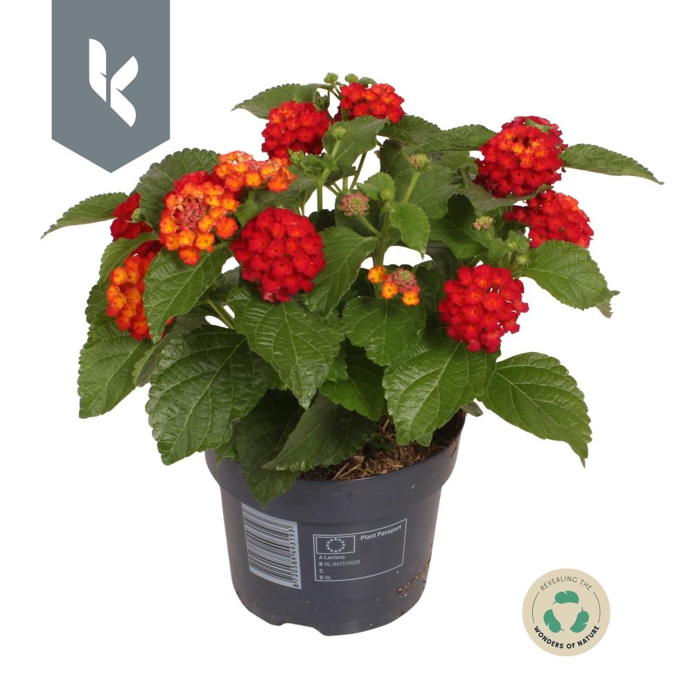 Lantana