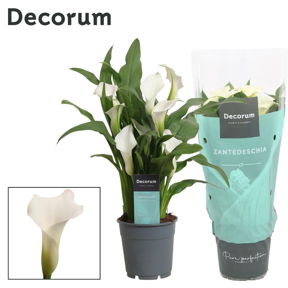 Zantedeschia