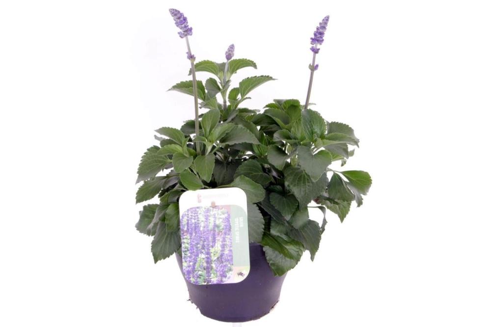 Salvia