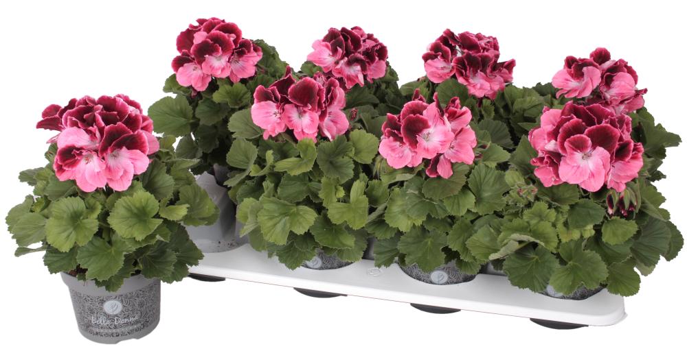 Pelargonium 