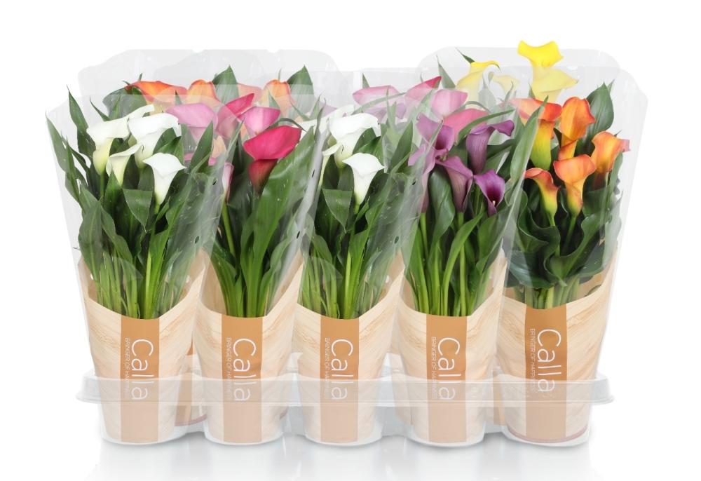 Zantedeschia