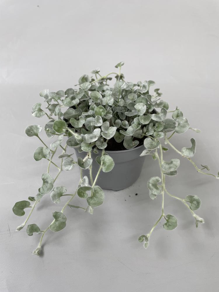 Dichondra