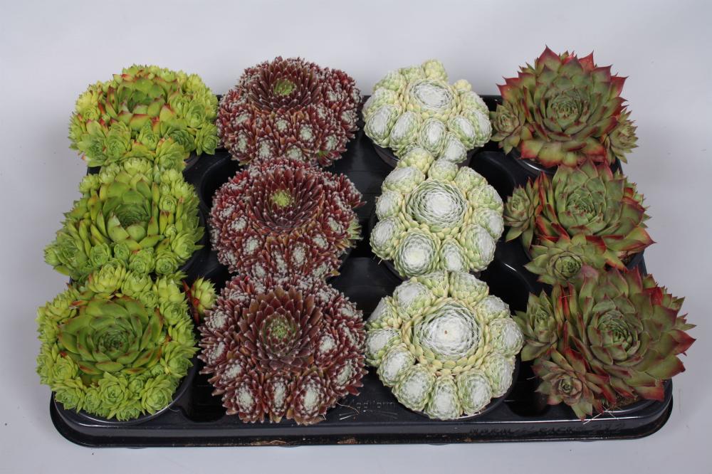 Sempervivum