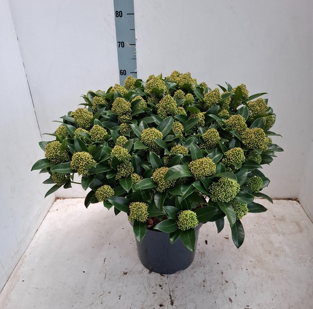 Skimmia
