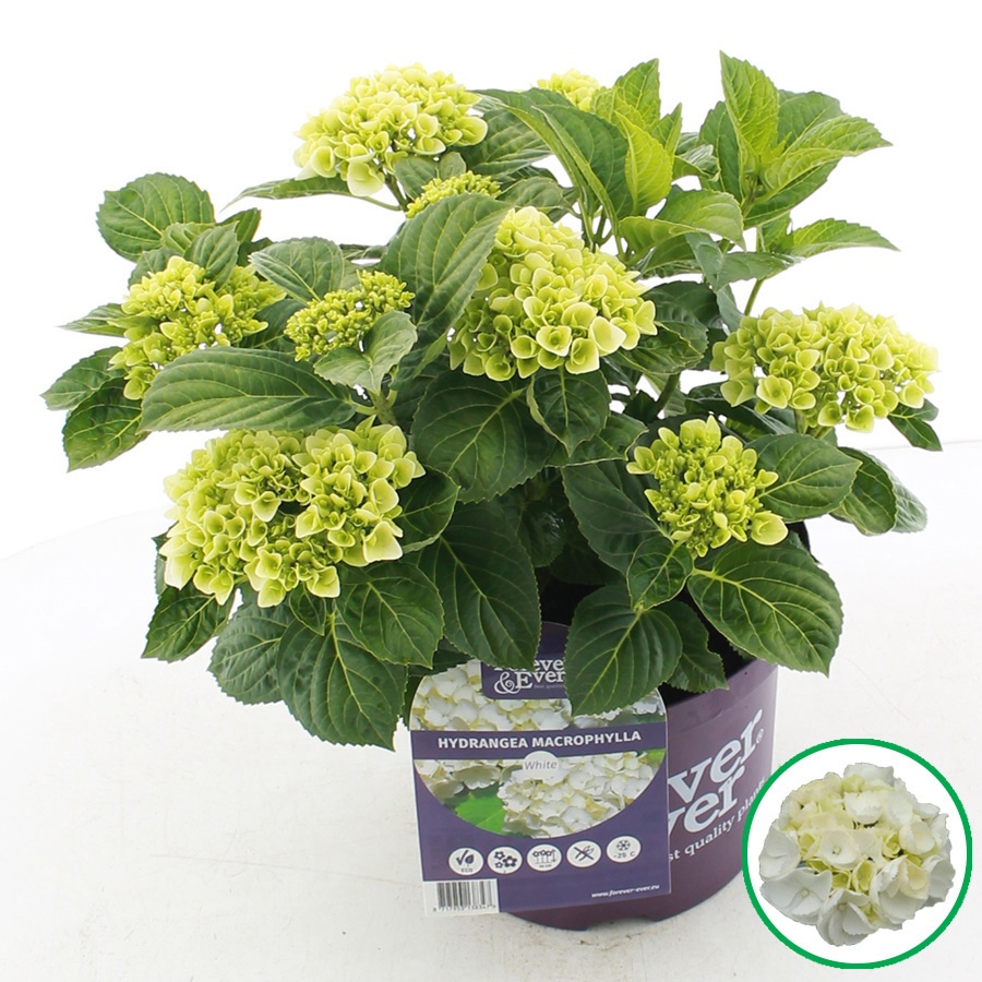 hydrangea