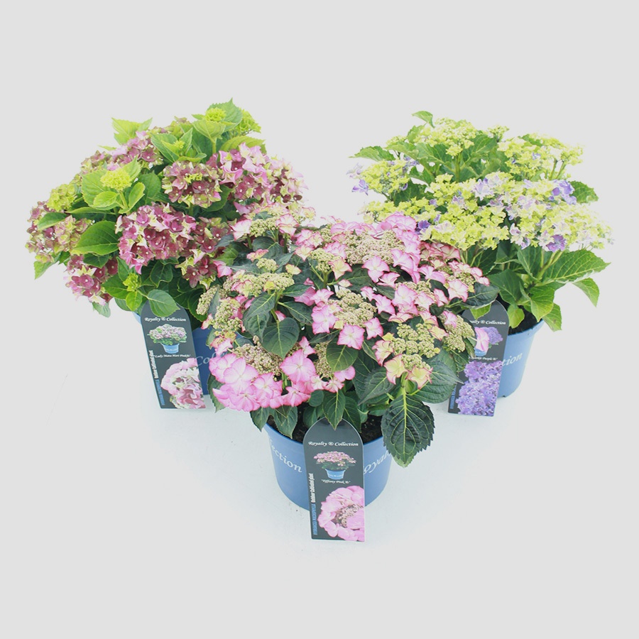 Hydrangea