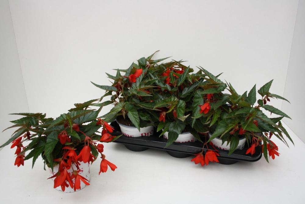 Begonia