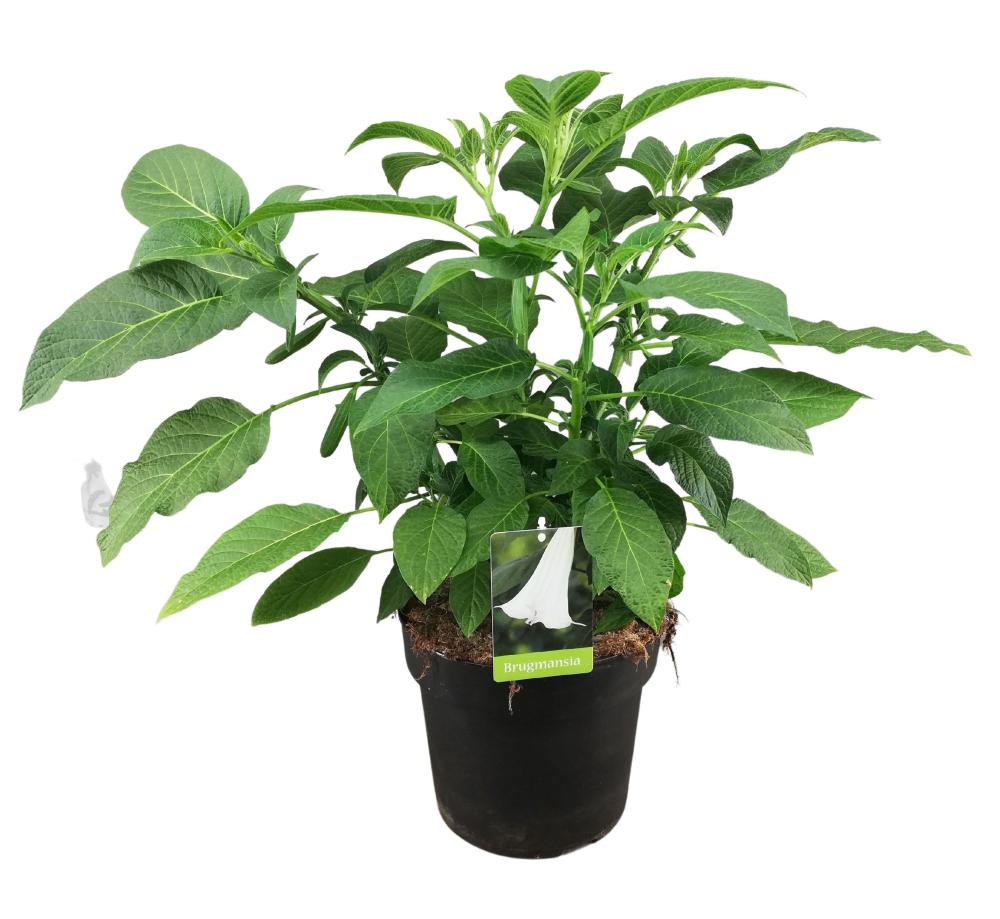 Brugmansia - datura