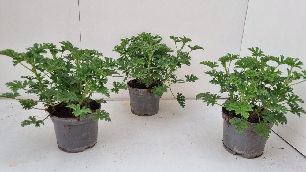 Pelargonium