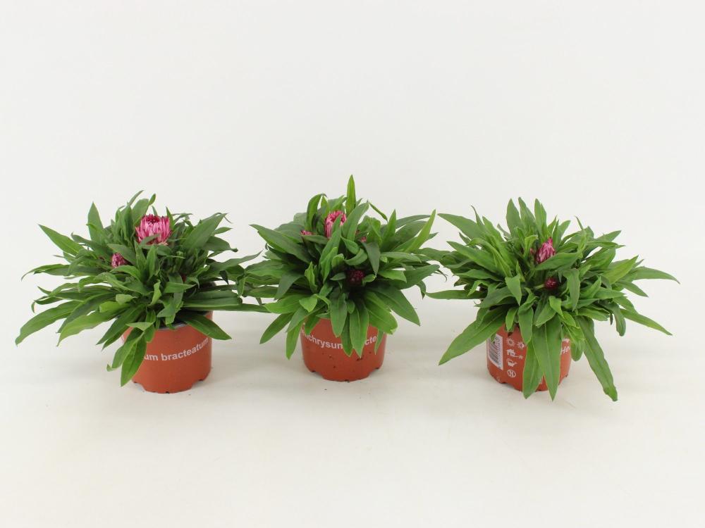 Bracteantha