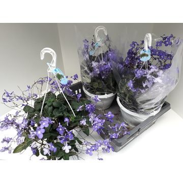 Streptocarpus